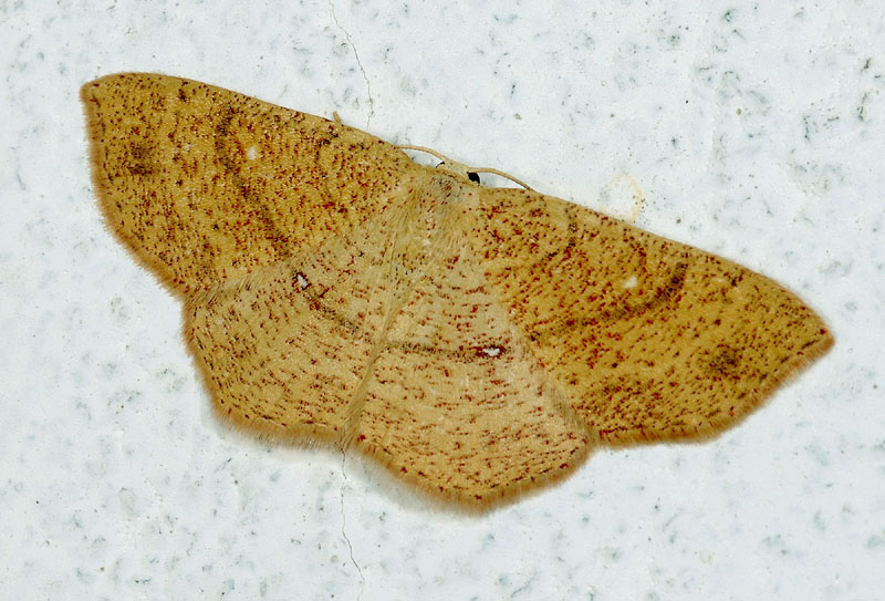 Cyclophora suppunctaria ??